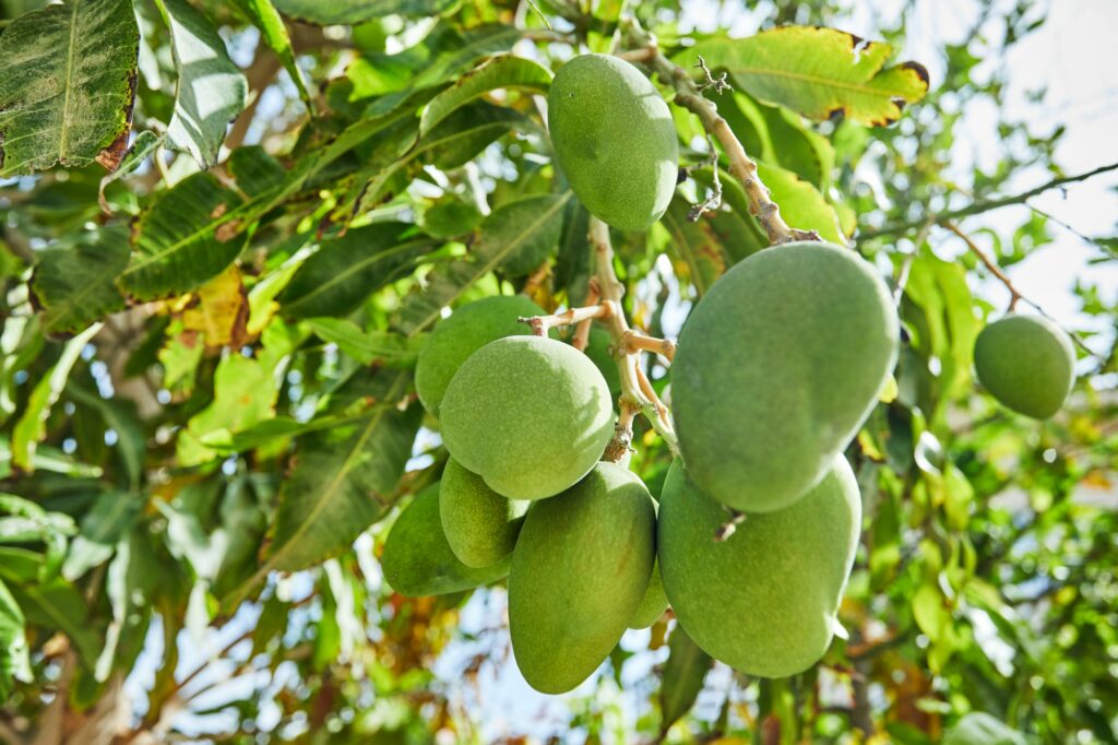 Beautiful and fresh green unripe mangoes on a branch in the summer against the blue sky