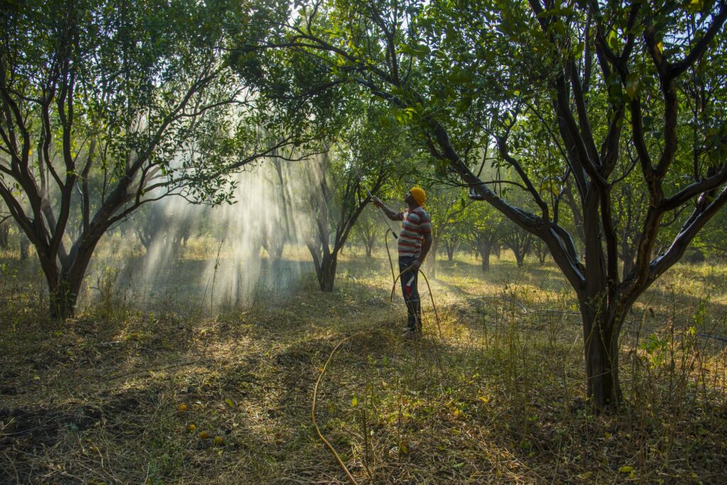 Farmer spraying fertilizer on orange tree field